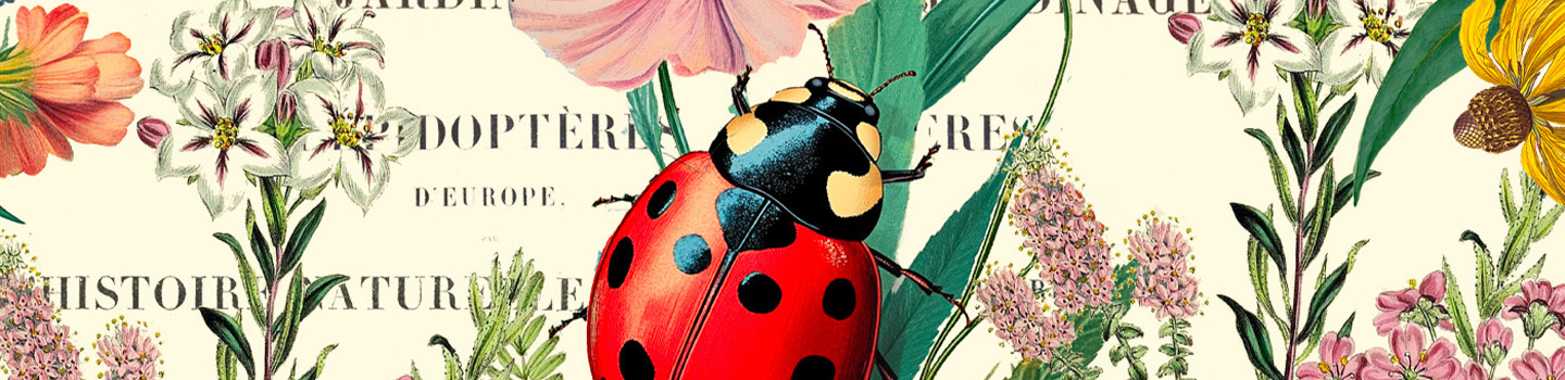 Coccinelle